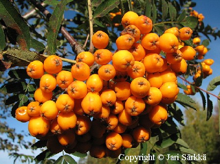 Sorbus aucuparia 'Xanthocarpa'